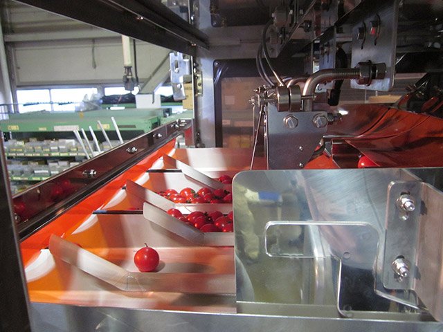 Cherry Tomato Multihead Weigher