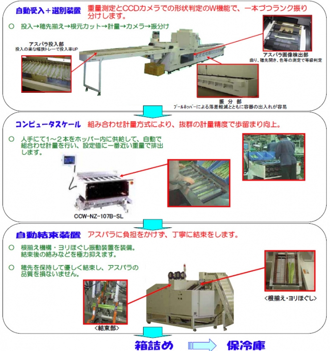 アスパラガス集出荷施設用ライン画像